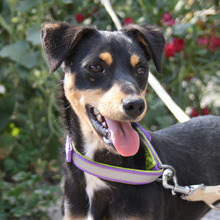 THAY, Hund, Mischlingshund in Spanien - Bild 1