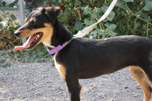 THAY, Hund, Mischlingshund in Spanien - Bild 10