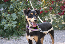 THAY, Hund, Mischlingshund in Spanien - Bild 11