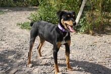 THAY, Hund, Mischlingshund in Spanien - Bild 2