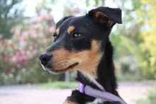 THAY, Hund, Mischlingshund in Spanien - Bild 3