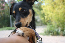 THAY, Hund, Mischlingshund in Spanien - Bild 4