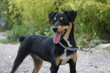 THAY, Hund, Mischlingshund in Spanien - Bild 5
