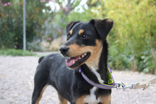 THAY, Hund, Mischlingshund in Spanien - Bild 6