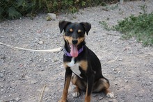 THAY, Hund, Mischlingshund in Spanien - Bild 7