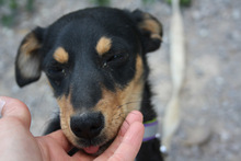 THAY, Hund, Mischlingshund in Spanien - Bild 8