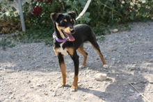THAY, Hund, Mischlingshund in Spanien - Bild 9