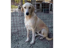 TURNER, Hund, Mischlingshund in Rumänien - Bild 1