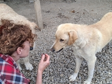 TURNER, Hund, Mischlingshund in Rumänien - Bild 2