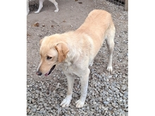 TURNER, Hund, Mischlingshund in Rumänien - Bild 3