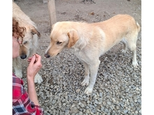 TURNER, Hund, Mischlingshund in Rumänien - Bild 4
