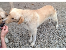 TURNER, Hund, Mischlingshund in Rumänien - Bild 5