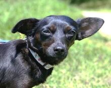 REGINA, Hund, Mischlingshund in Slowakische Republik - Bild 1