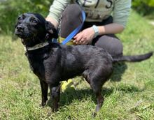 REGINA, Hund, Mischlingshund in Slowakische Republik - Bild 2