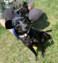 REGINA, Hund, Mischlingshund in Slowakische Republik - Bild 3