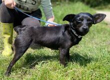 REGINA, Hund, Mischlingshund in Slowakische Republik - Bild 4