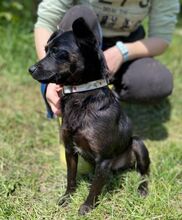 REGINA, Hund, Mischlingshund in Slowakische Republik - Bild 5