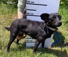 REGINA, Hund, Mischlingshund in Slowakische Republik - Bild 6