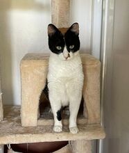 LUCY, Katze, Europäisch Kurzhaar in Sulzbach - Bild 1