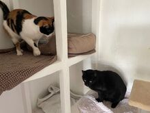 LUCY, Katze, Europäisch Kurzhaar in Sulzbach - Bild 17