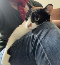 LUCY, Katze, Europäisch Kurzhaar in Sulzbach - Bild 2