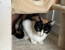 LUCY, Katze, Europäisch Kurzhaar in Sulzbach - Bild 4
