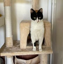 LUCY, Katze, Europäisch Kurzhaar in Sulzbach - Bild 5