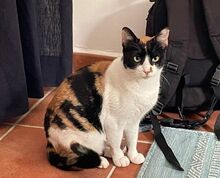 LUCY, Katze, Europäisch Kurzhaar in Sulzbach - Bild 6