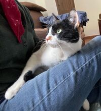 LUCY, Katze, Europäisch Kurzhaar in Sulzbach - Bild 7