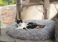 LUCY, Katze, Europäisch Kurzhaar in Sulzbach - Bild 8