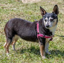 MENINHA, Hund, Mischlingshund in Portugal - Bild 1