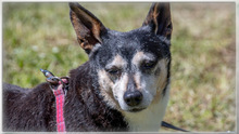 MENINHA, Hund, Mischlingshund in Portugal - Bild 2