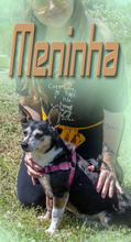 MENINHA, Hund, Mischlingshund in Portugal - Bild 3