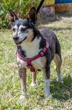 MENINHA, Hund, Mischlingshund in Portugal - Bild 4