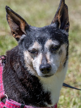 MENINHA, Hund, Mischlingshund in Portugal - Bild 5