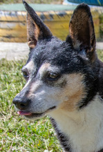 MENINHA, Hund, Mischlingshund in Portugal - Bild 6