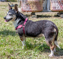 MENINHA, Hund, Mischlingshund in Portugal - Bild 7