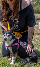 MENINHA, Hund, Mischlingshund in Portugal - Bild 8