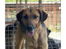EMRIK, Hund, Mischlingshund in Rumänien - Bild 1