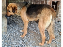 EMRIK, Hund, Mischlingshund in Rumänien - Bild 2