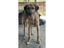 EMRIK, Hund, Mischlingshund in Rumänien - Bild 3
