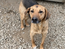 EMRIK, Hund, Mischlingshund in Rumänien - Bild 4