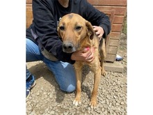 EMRIK, Hund, Mischlingshund in Rumänien - Bild 5