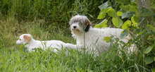 SNORRE, Hund, Mischlingshund in Marsberg - Bild 2