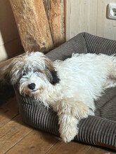 SNORRE, Hund, Mischlingshund in Marsberg - Bild 3