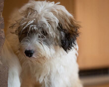 SNORRE, Hund, Mischlingshund in Marsberg - Bild 4