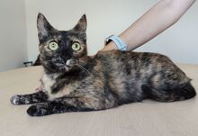 RIHANA, Katze, Europäisch Kurzhaar in Spanien - Bild 1