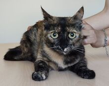 RIHANA, Katze, Europäisch Kurzhaar in Spanien - Bild 10