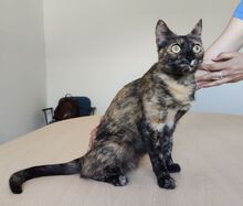 RIHANA, Katze, Europäisch Kurzhaar in Spanien - Bild 2