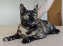 RIHANA, Katze, Europäisch Kurzhaar in Spanien - Bild 3